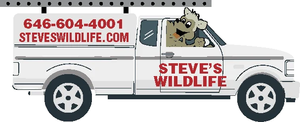 Steve's Wildlife artwork